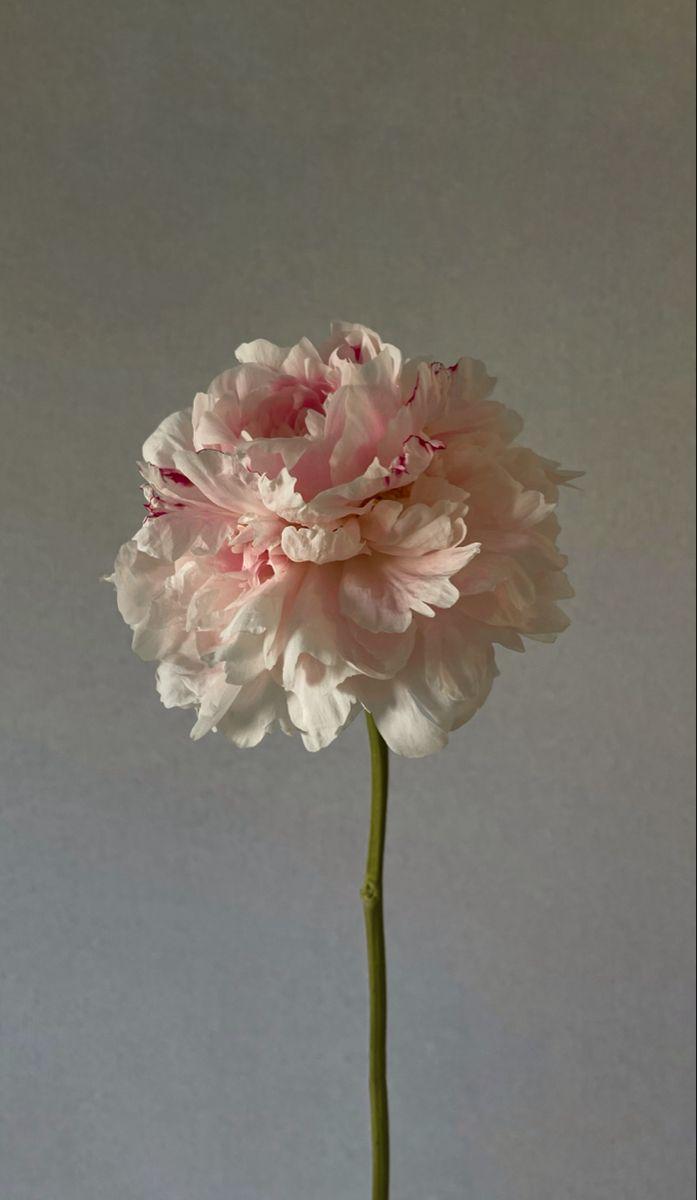 Whispers of Dawn Gentle Bouquet